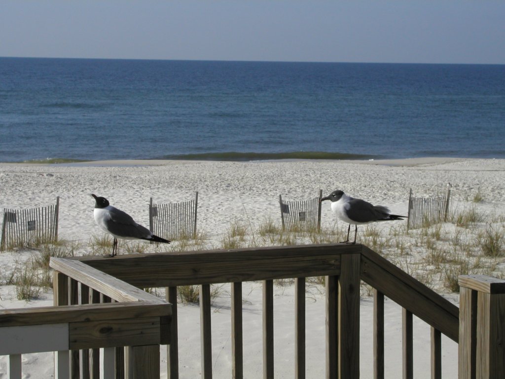 gulfshores20080050.jpg